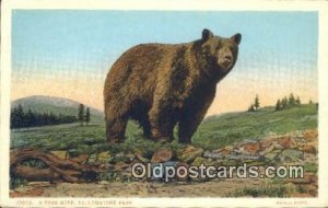 Yellowstone National Park Bear Unused light wear close to grade 1