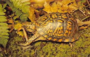 Box turtle Turtles Unused 