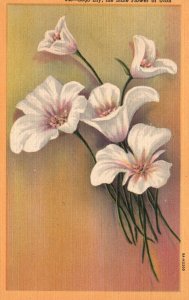 Vintage Postcard 1930's Sego Lily The State Flower of Utah