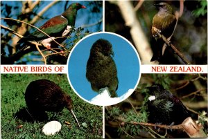 New Zealand, Wood Pigeon, Bellbird, Kea, Kiwi, Tui Postcard