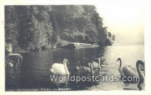 Schwane am Traunsee Salzkammergut Austria 1949 