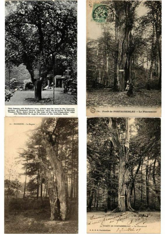 TREES MOSTLY FRANCE 50 CPA  Pre-1940 (L3417)