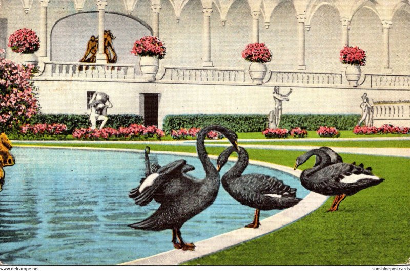 Florida Sarasota Ringling Art Museum Black Swans