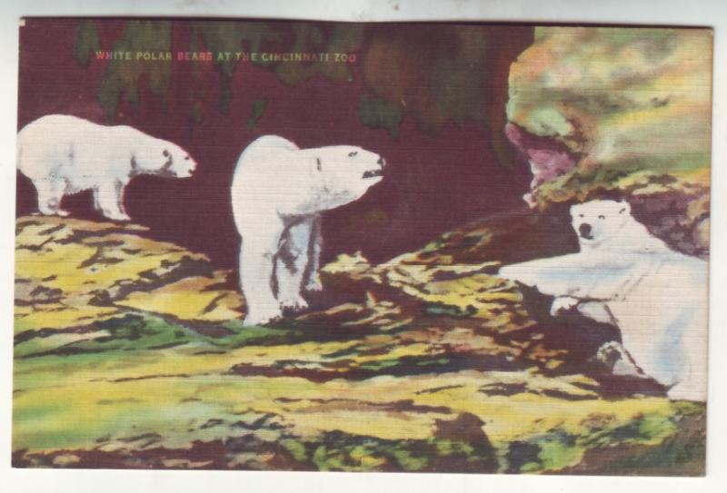 P523 JLs 1930-45 linen white polar bears at the cincinnati zoo