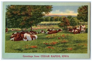 c1940 Greetings From Cedar Rapids Iowa IA Unposted Cows Lying On Ground Postcard