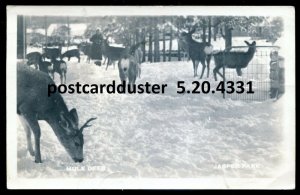 h3817 - JASPER Alberta 1947 Mule Deer. Real Photo Postcard by Weiss