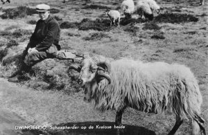 Dwingeloo Netherlands Shepherd Sheep Real Photo Postcard AA47903