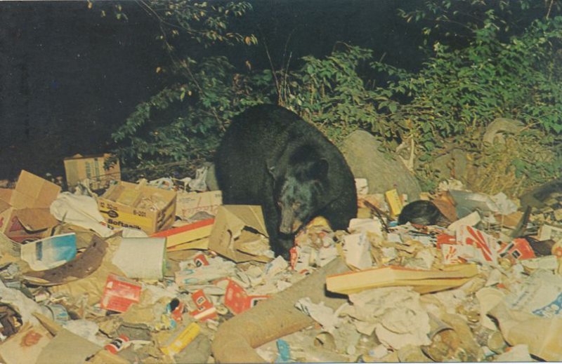 Black Bear visiting the Village Dump - Adirondacks, New York