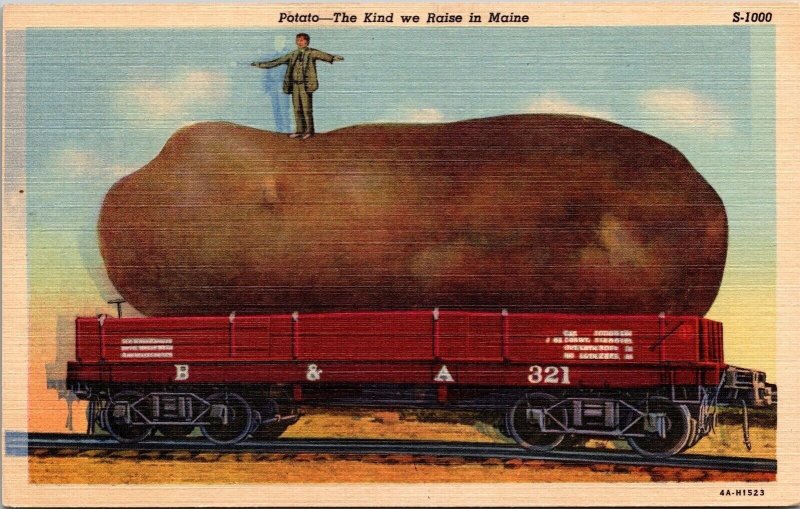 Man Standing Oversized Potato Maine ME Railroad Tracks Train Postcard Unused UNP 