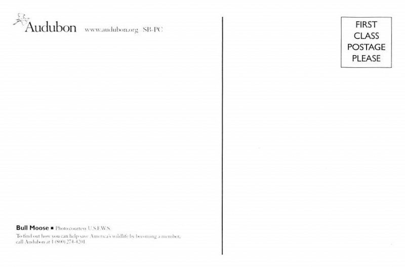 Bull Moose Bull Moose, Audubon