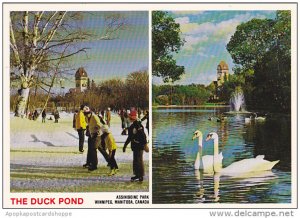 Canada Swans On The Duck Pond Assiniboine Park Winnipeg Manitoba