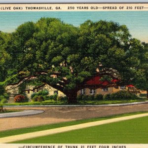 c1940s Thomasville GA Big 250 Years Old Live Oak Tree The Big Oak 21 Feet A219