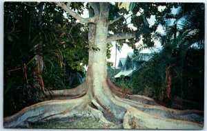 Postcard - Moreton Bay Fig, Henry Ford. Edison Winter Home - Fort Myers, Florida