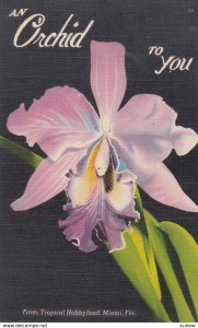 An Orchid to you , Florida , 30-40s