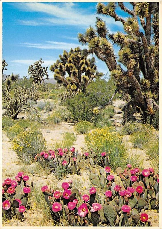 Springtime In, The Desert 