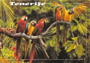 BF40002 tenerife parrot perroquet loros    bird oiseau