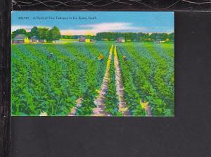 Tobacco Field,Sunny South Postcard 