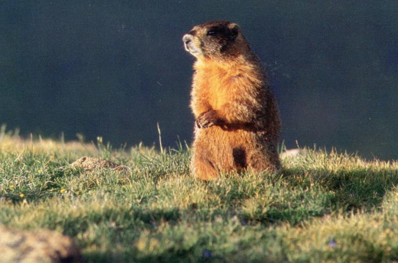 Yellow Bellied Marmot in Colorado