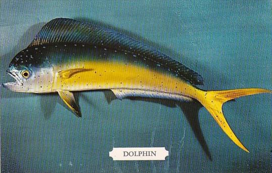 Dolphin Coryphaena hippurus