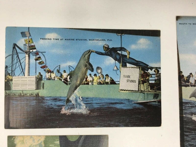 Marineland Florida Lot of 4 Postcards Giant Turtle Porpoise Feeding Time