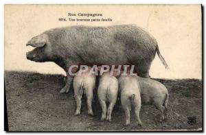 Postcard Old Pig Pig A happy little family