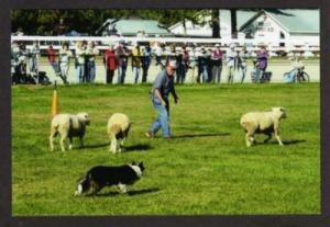 Fryeburg MAINE Fair Sheep Dog Herding Postcard ME