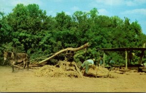 North Carolina Making Sorghum Molasses The Old Fashion Way