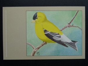 Bird Theme AMERICAN GOLDFINCH c1950s Postcard by P. Sluis Series 4 No.41