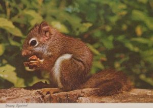 Richmond Indiana Squirrel American Postcard
