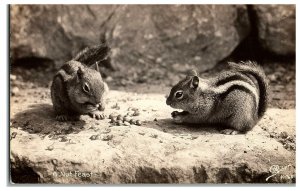 RPPC Sanborn Postcard K-768.  A Nut Feast 2 Squirrels on a rock eating.