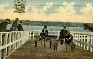 Ostrich Farm - Jacksonville, Florida FL Postcard
