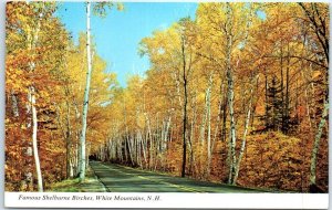 Postcard - Famous Shelburne Birches, White Mountains, New Hampshire, USA