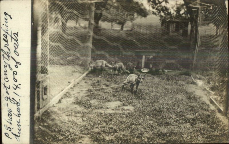 Grafton OH Cancel 1909 - Caged Foxes Real Photo Postcard