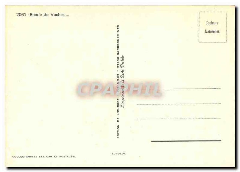 Postcard Modern Band Cows