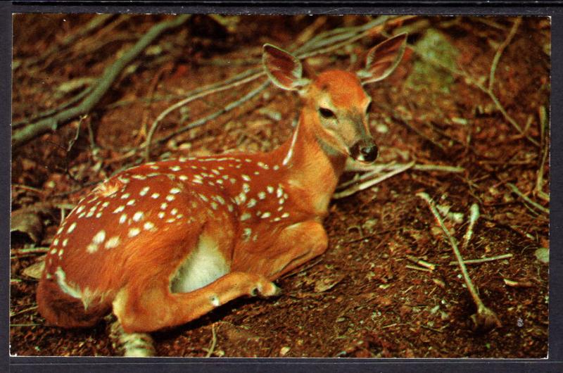 Fawn,Deer