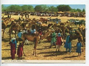 464515 Nigeria Camels in Monguno Market Old postcard