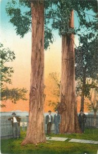 Postcard California Giant Eucalypti New London Industry Watsonville 23-9664
