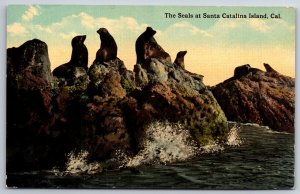 Santa Catalina California~Seals On Rocks~Vintage Postcard