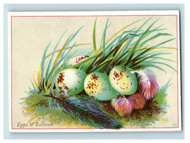 Victorian Trade Card of Bulfinch Eggs in Grass Feathers Beautiful Speckled P49 