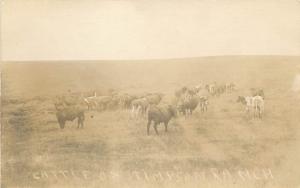 c1907 RPPC Cows Beef Cattle on Stimpson Ranch Unknown US Location