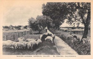 El Centro  California Imperial Valley Winter Garden Sheep Postcard AA41354