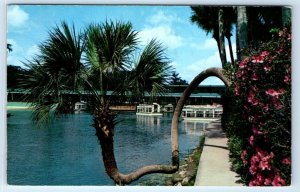 Lucky Palm - Silver Springs FLORIDA Postcard