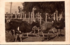 Real Photo Postcard Cawston Ostrich Farm in South Pasadena, California