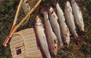 Adirondacks, New York - Good Day's Catch of Rainbow and Lake Trout