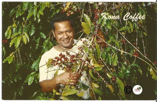 Vintage Postcard, Coffee Berries, Kona Hawaii, Hawaiian Kona Coast Curteich