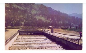 WA - Bonneville Dam. Bradford Island Fish Ladder