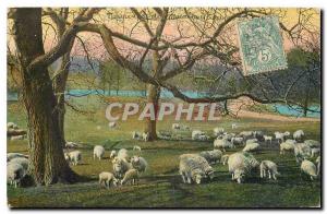 Postcard Old Sheep Herd