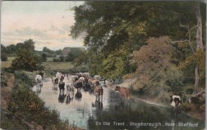 Staffordshire Postcard - Cows On The Trent, Shugborough, Nr Stafford RS36805