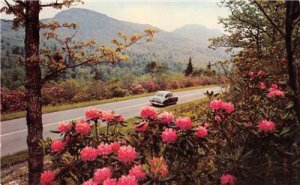 HOOD CANAL, WA Rhododendron Flowers Olympic Peninsula c1950s Vintage Postcard