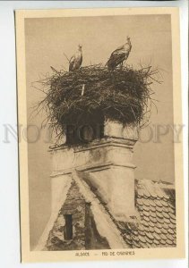 438030 FRANCE Strasbourg storks nest Vintage postcard